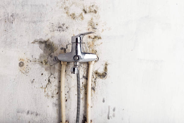 Best Emergency Mold Removal  in Cadiz, OH