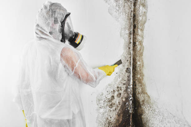 Home Mold Removal in Cadiz, OH