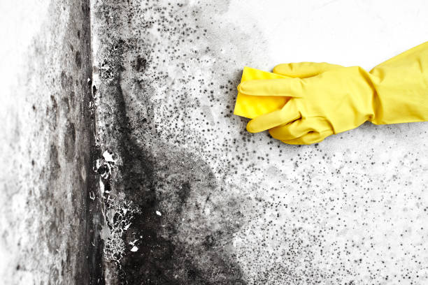 Best Mold Damage Repair  in Cadiz, OH