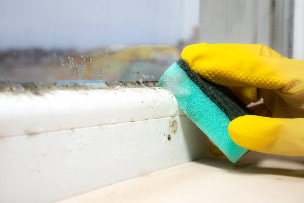 Best Crawl Space Mold Removal  in Cadiz, OH