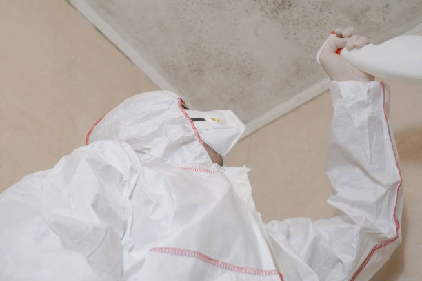 Best Affordable Mold Removal  in Cadiz, OH