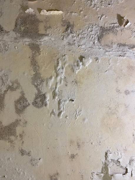 Best Mold Testing  in Cadiz, OH