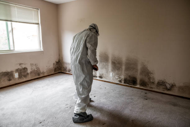 Best Office Mold Removal Services  in Cadiz, OH