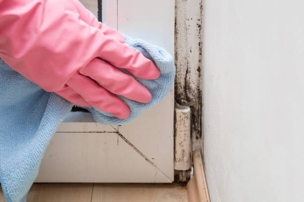 Best Attic Mold Removal  in Cadiz, OH