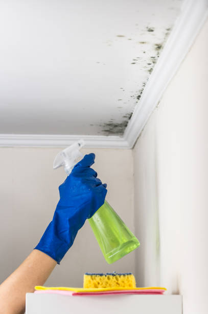 Best Fast Mold Removal  in Cadiz, OH